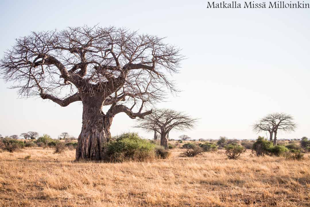 Ruahan kansallispuisto, safari Tansania