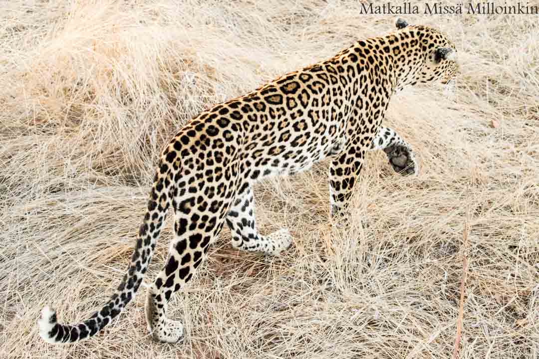 leopardi, Ruahan kansallispuisto, safari Tansania