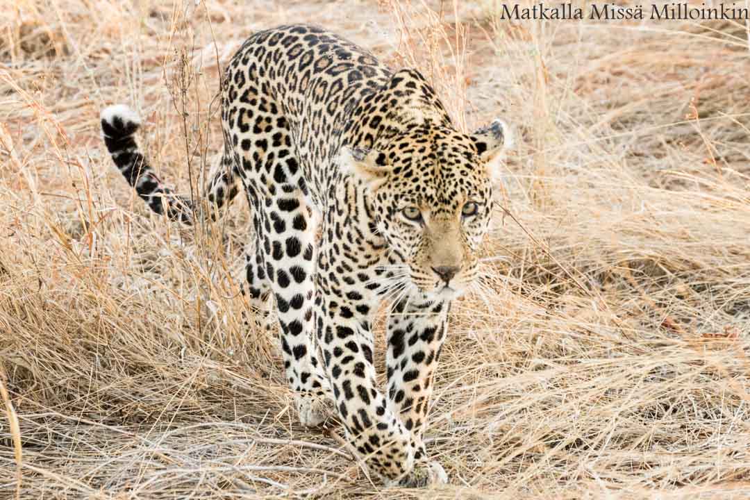 leopardi, Ruahan kansallispuisto, safari Tansania
