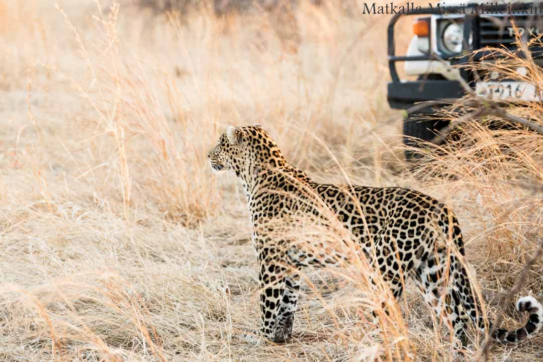 leopardi, Ruahan kansallispuisto, safari Tansania