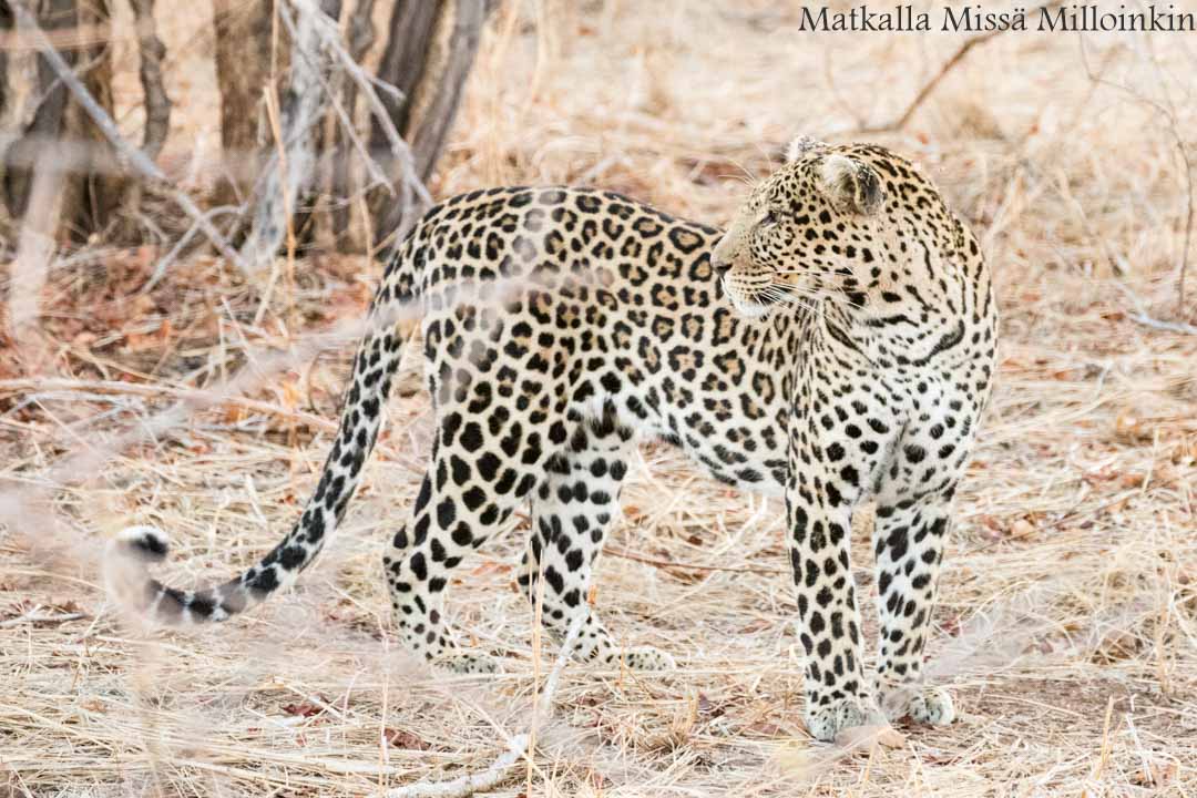 leopardi, Ruahan kansallispuisto, safari Tansania