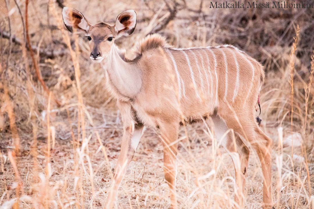 kudu, Ruahan kansallispuisto, safari Tansania