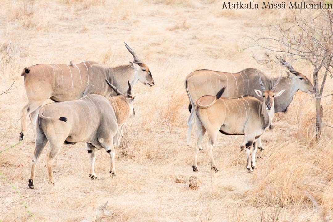 Ruahan kansallispuisto, safari Tansania