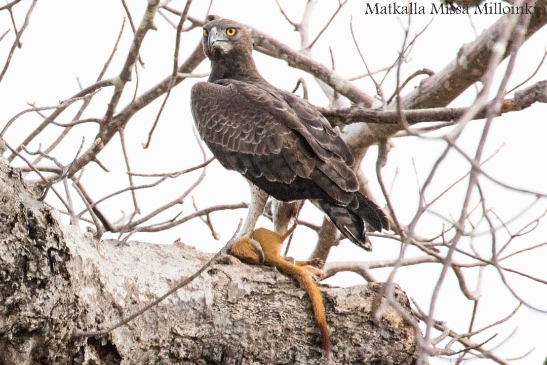 Victorian putoukset aktiviteetit benjihyppy