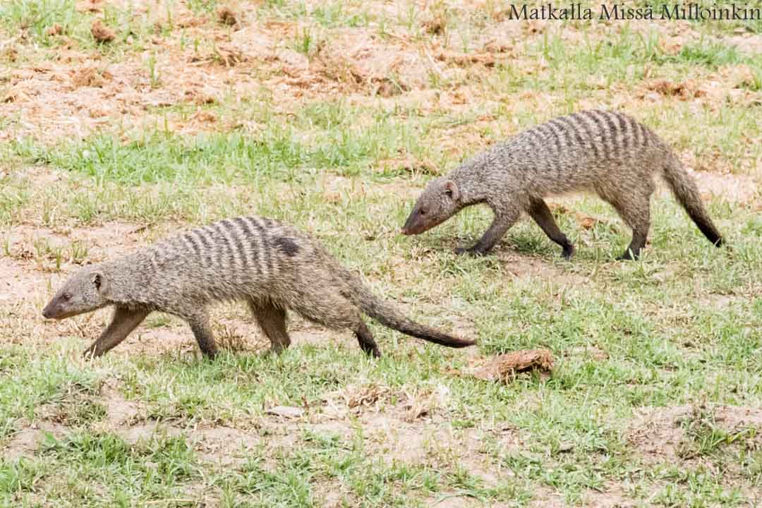 Ruahan kansallispuisto, safari Tansania