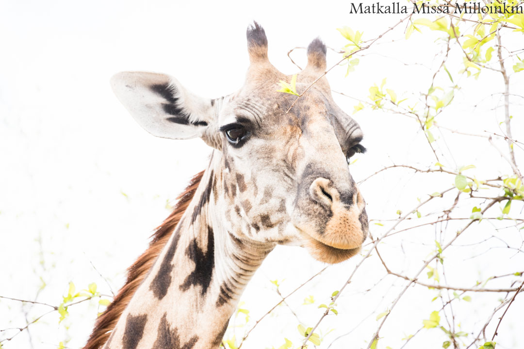 kirahvi, Ruahan kansallispuisto, safari Tansania
