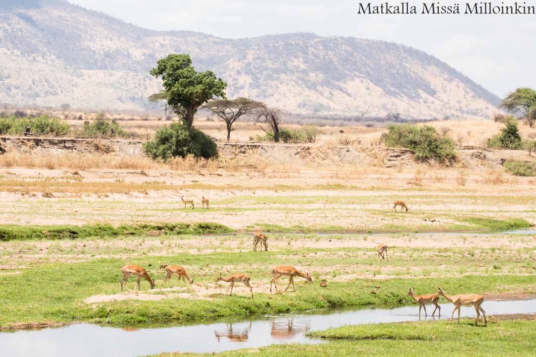 Ruahan kansallispuisto, safari Tansania