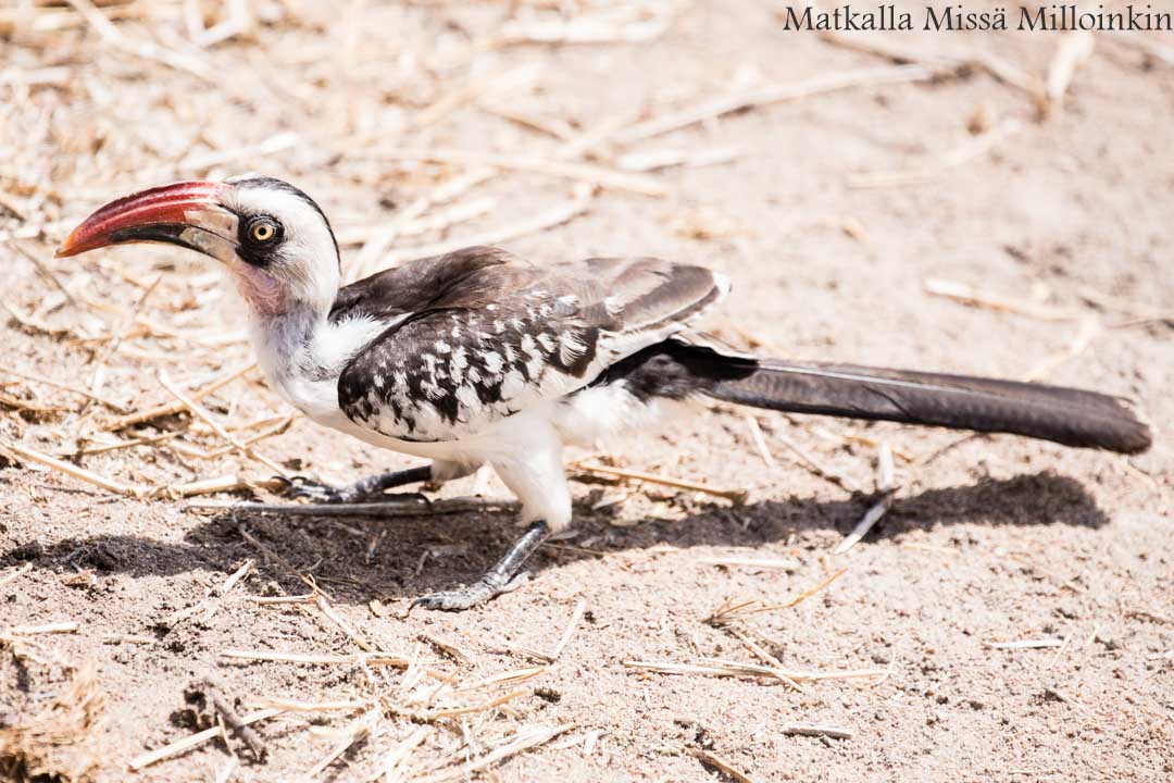 Victorian putoukset aktiviteetit benjihyppy