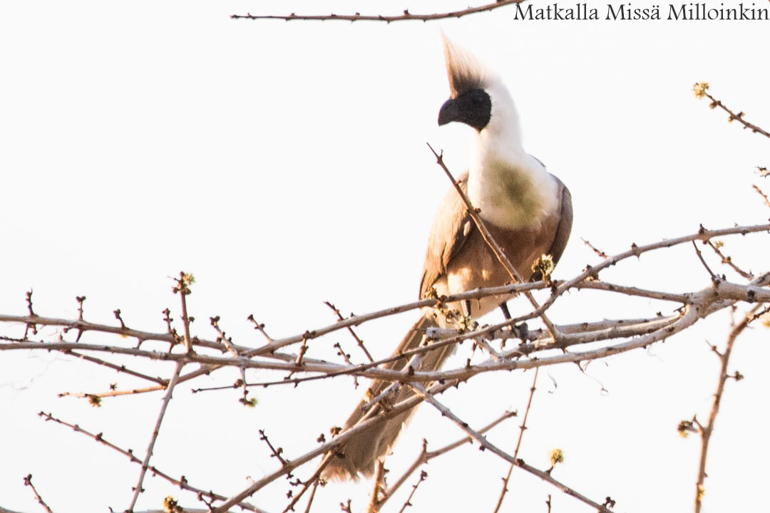 Ruahan kansallispuisto, safari Tansania
