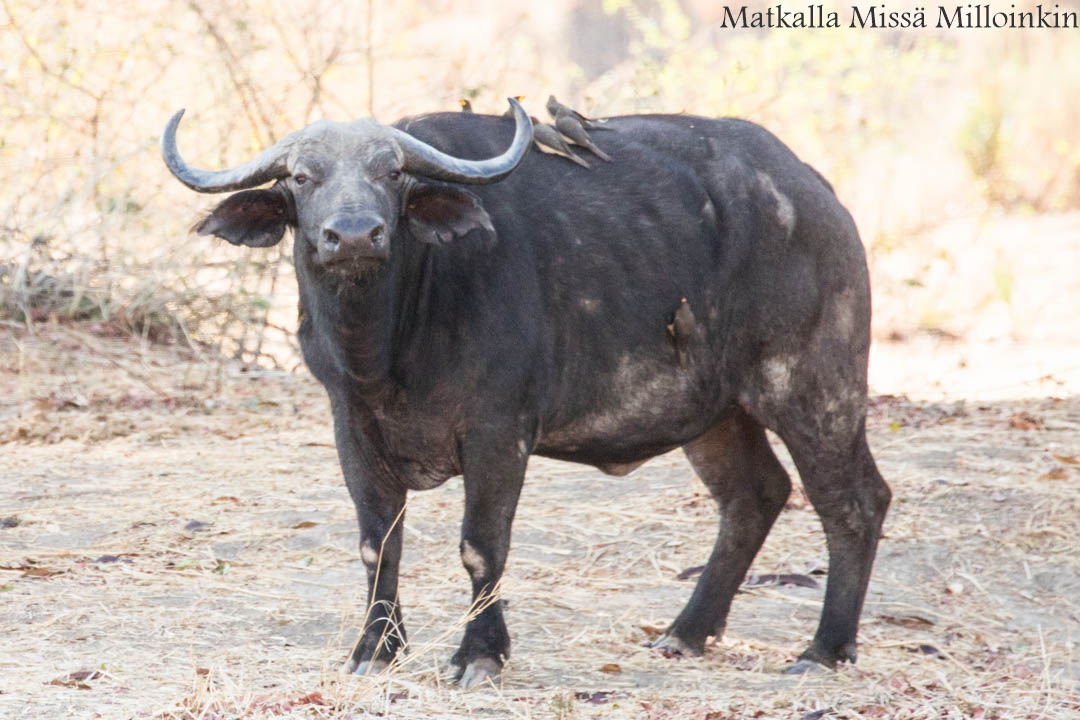 Ruahan kansallispuisto, safari Tansania