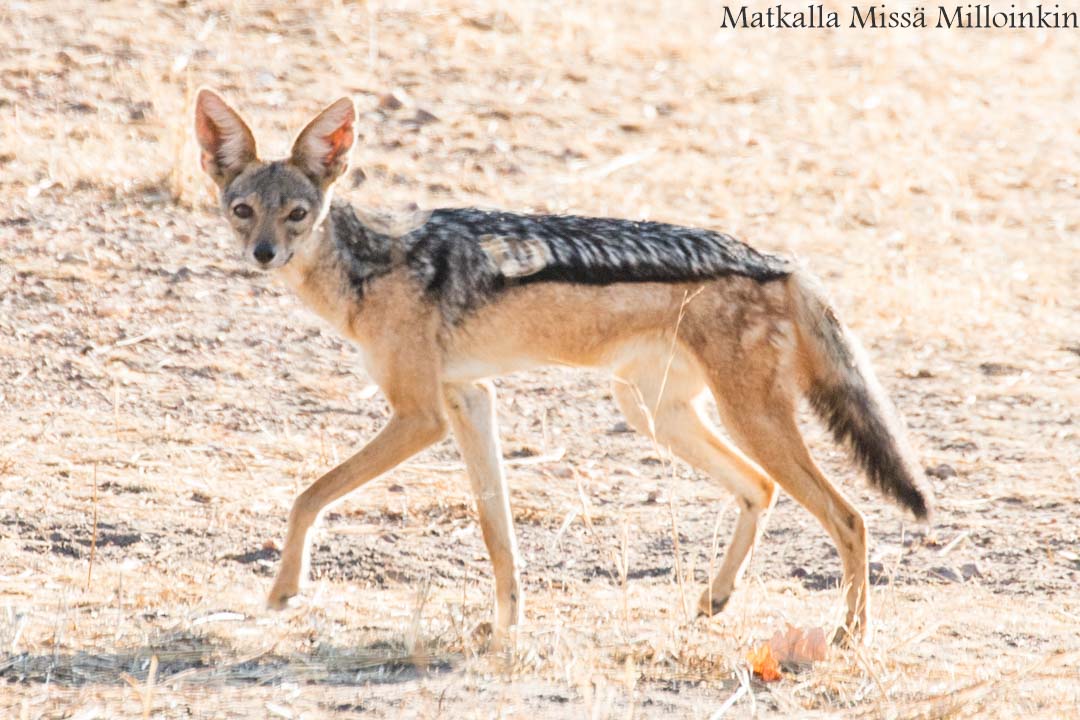 Ruahan kansallispuisto, safari Tansania