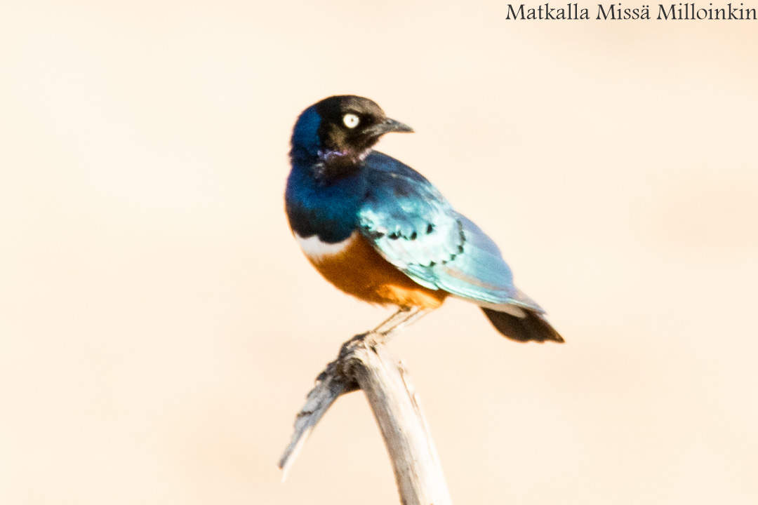 Victorian putoukset aktiviteetit benjihyppy