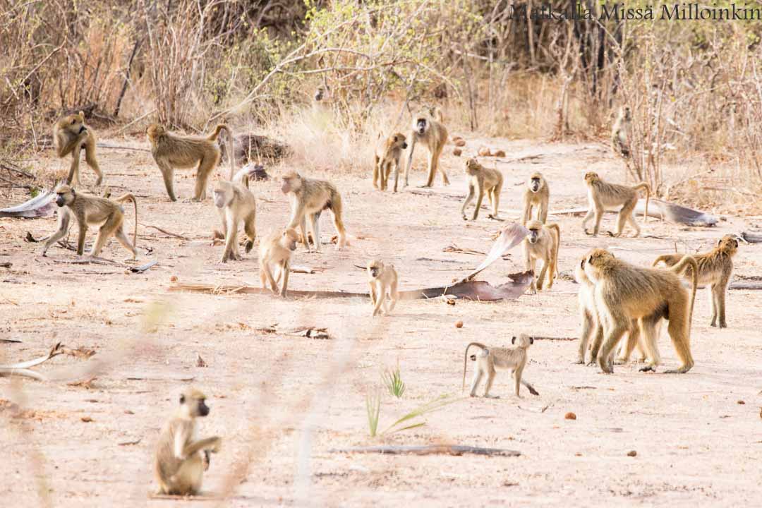 Ruahan kansallispuisto, safari Tansania
