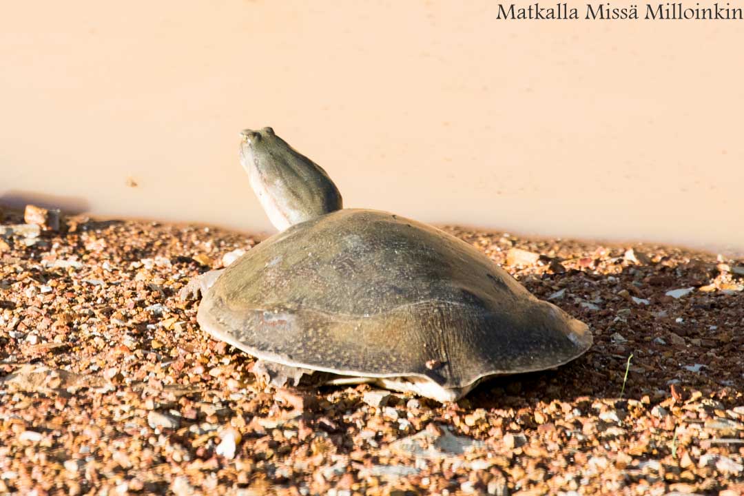 Victorian putoukset aktiviteetit Devil's Pool