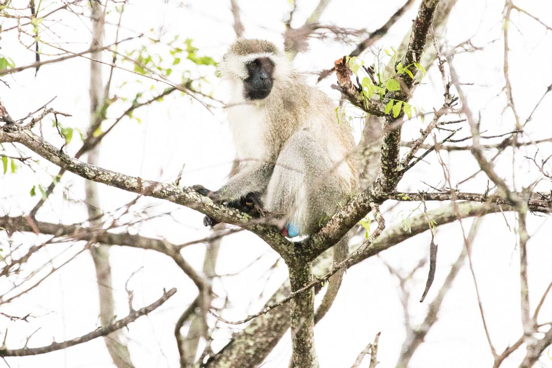 Mikumin kansallispuisto, safari Tansania