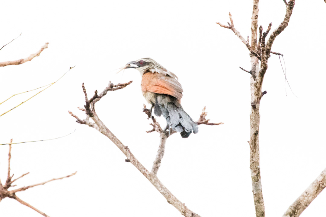 Mikumin kansallispuisto, safari Tansania