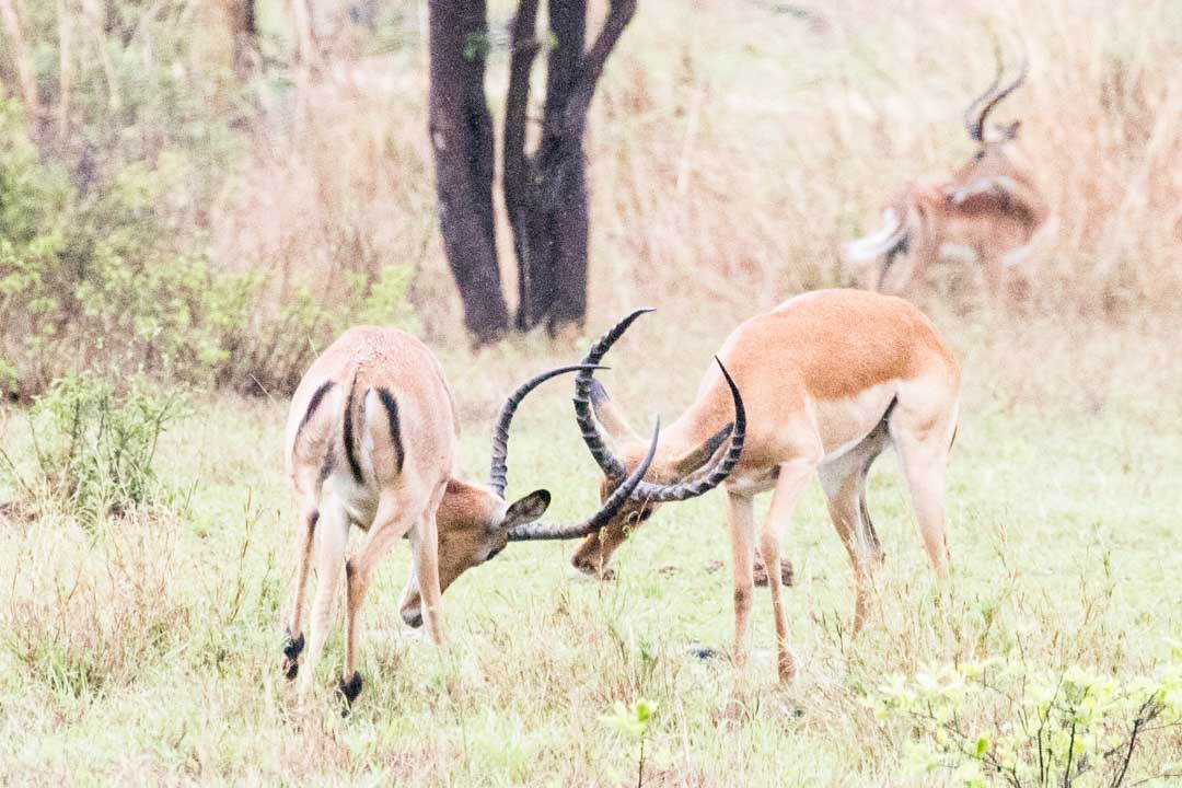 Mikumin kansallispuisto, safari Tansania