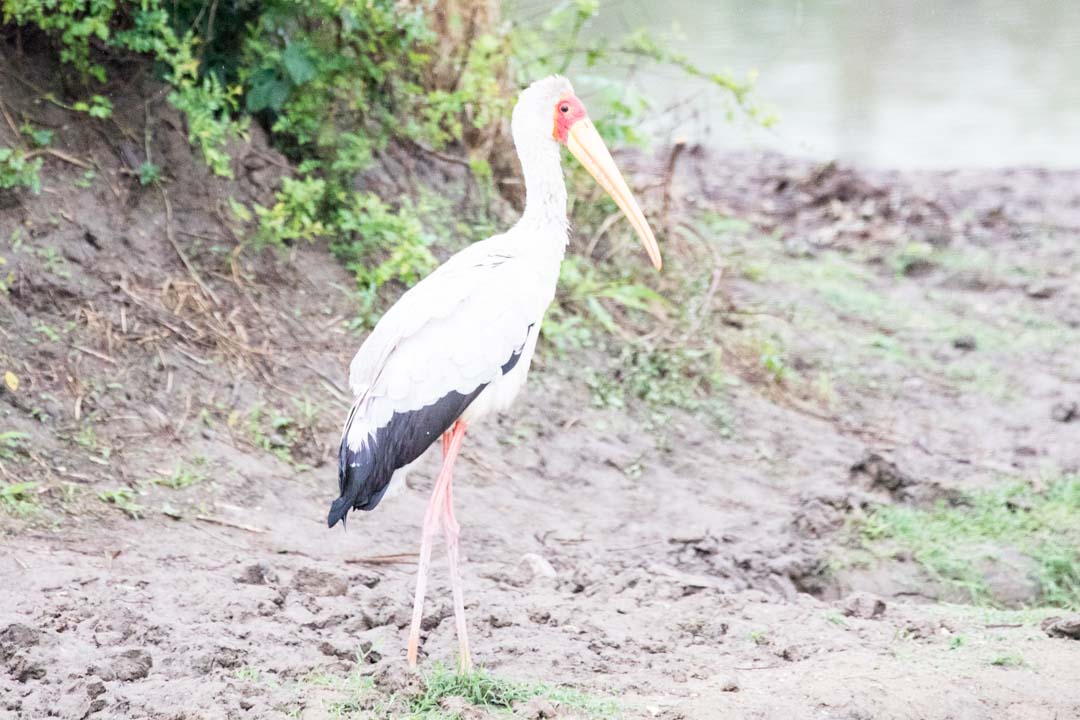 Mikumin kansallispuisto, safari Tansania