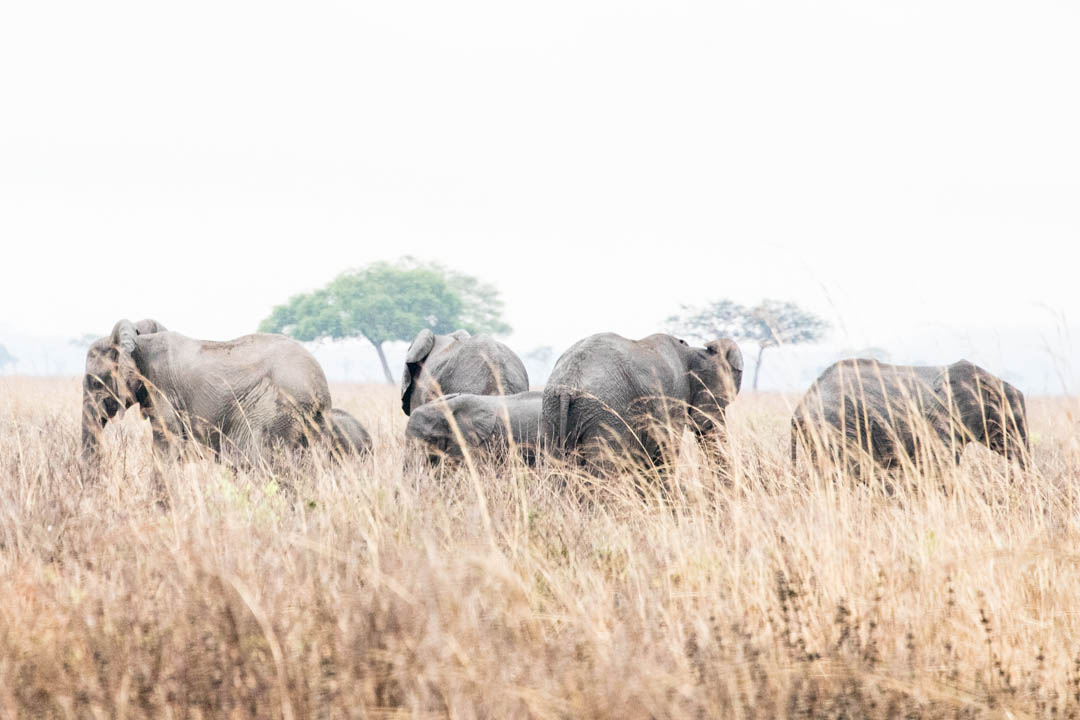 Mikumin kansallispuisto, safari Tansania