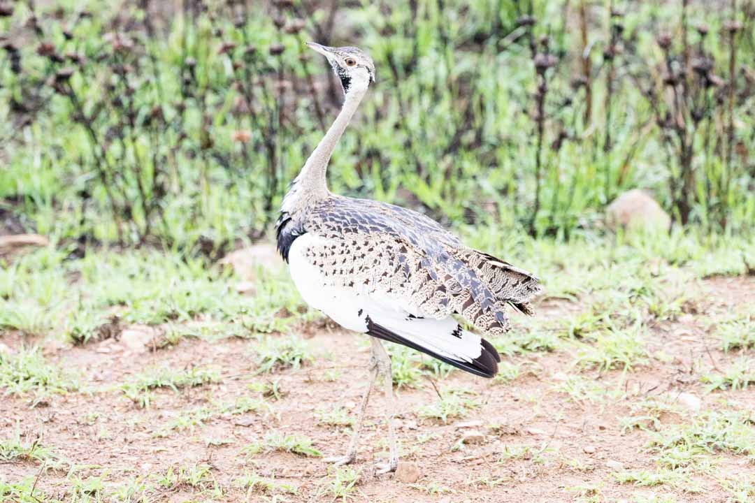 Victorian putoukset aktiviteetit benjihyppy