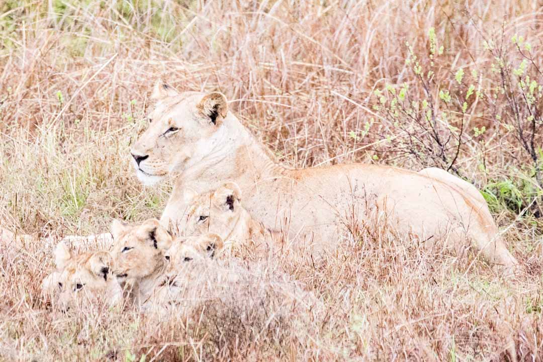 Mikumin kansallispuisto, safari Tansania