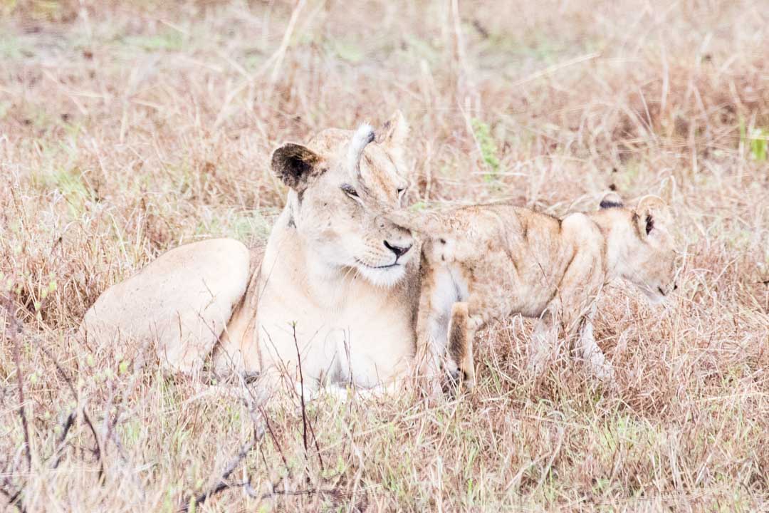 Mikumin kansallispuisto, safari Tansania