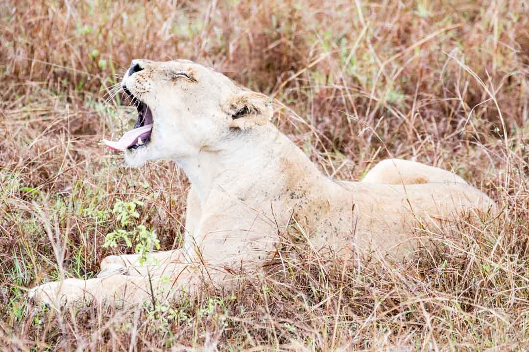 Mikumin kansallispuisto, safari Tansania
