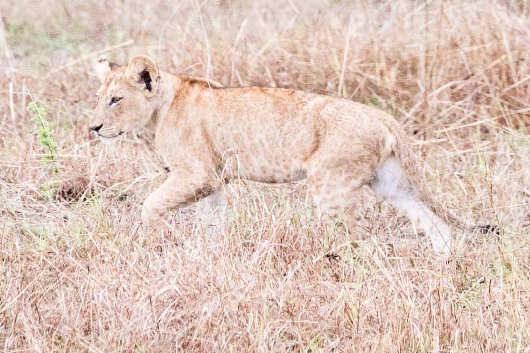 Mikumin kansallispuisto, safari Tansania