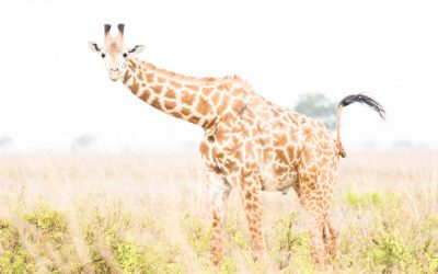 Mikumi – Tansanian vähemmän tunnettu kansallispuisto