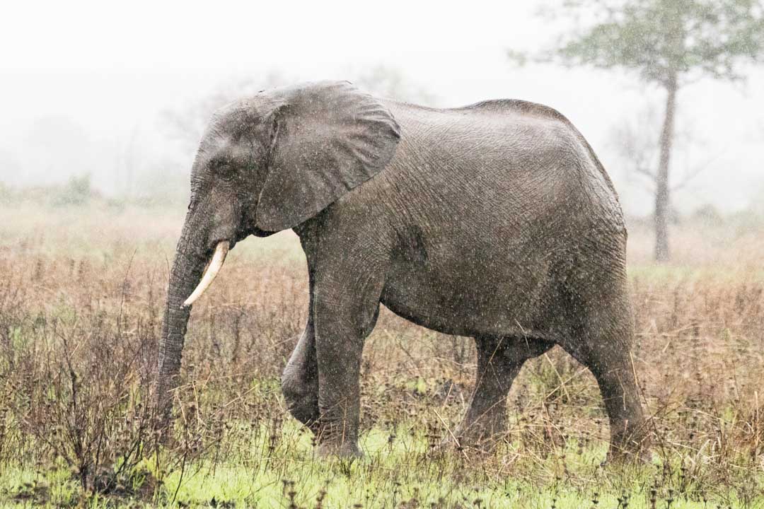 Mikumin kansallispuisto, safari Tansania