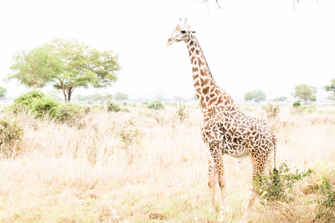 Mikumin kansallispuisto, safari Tansania