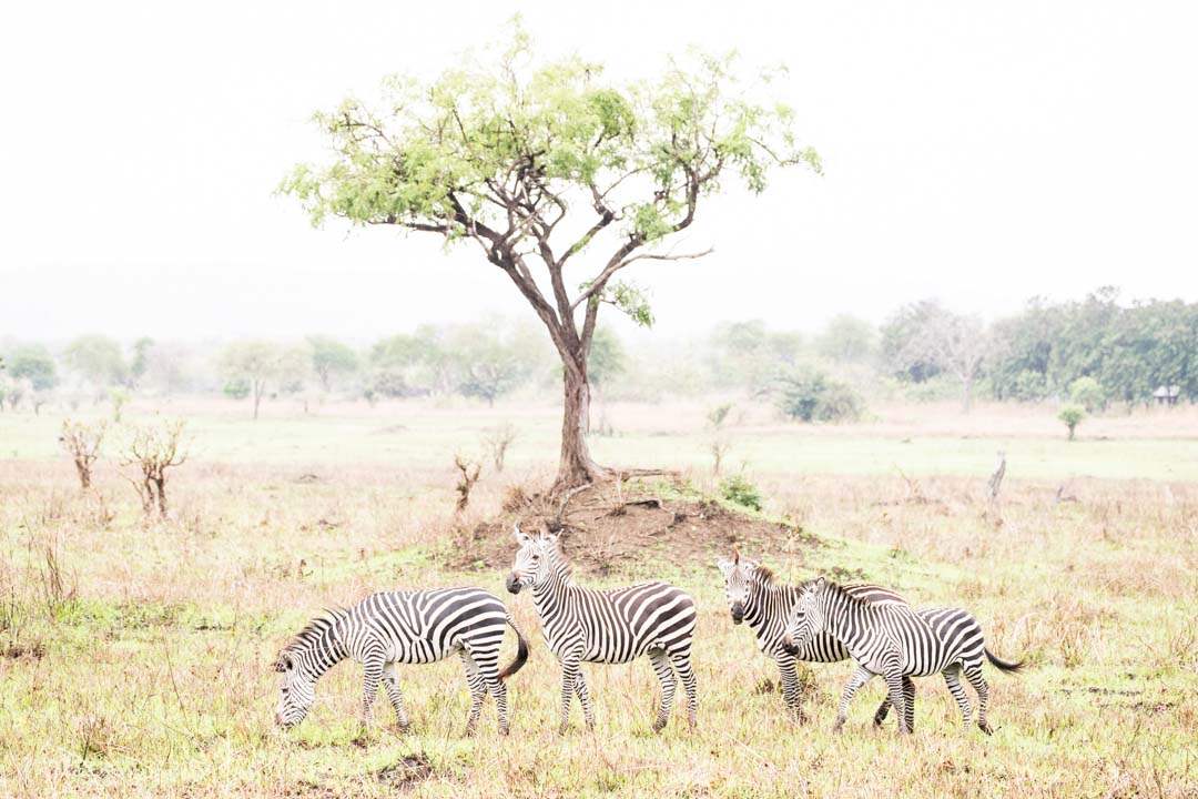 Mikumin kansallispuisto, safari Tansania