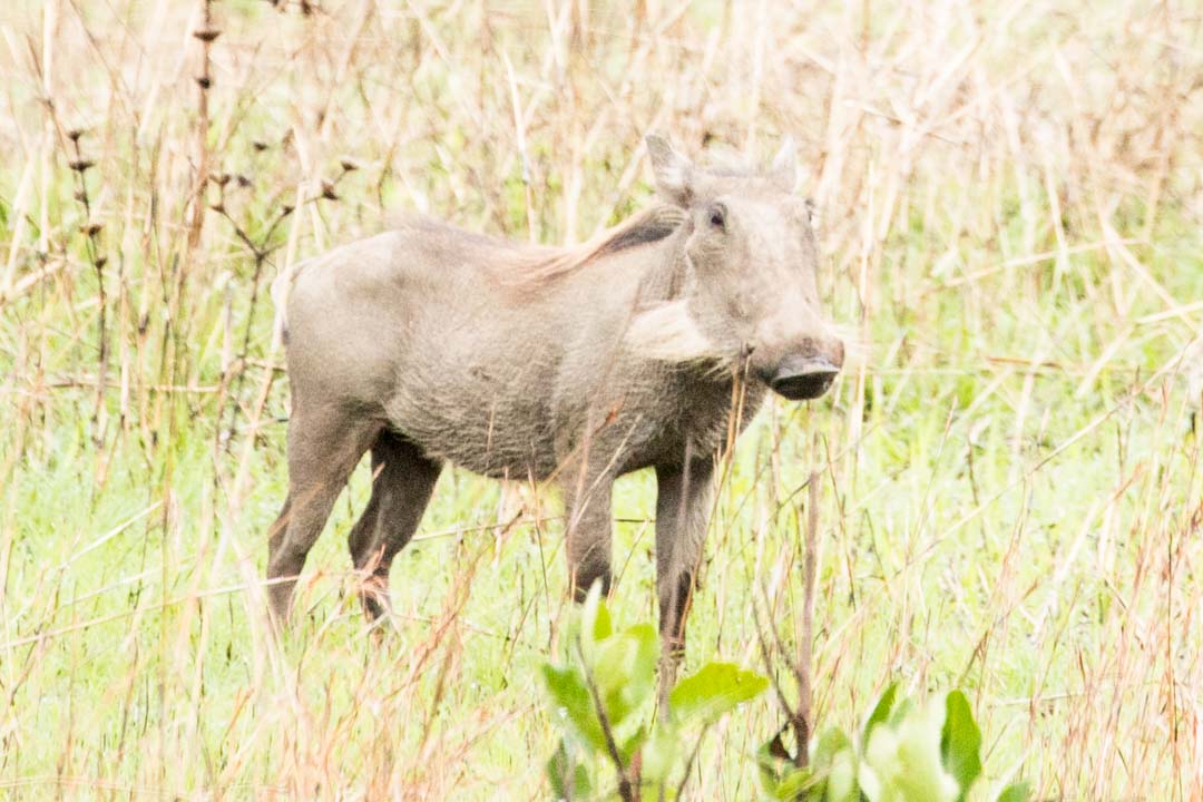 Mikumin kansallispuisto, safari Tansania