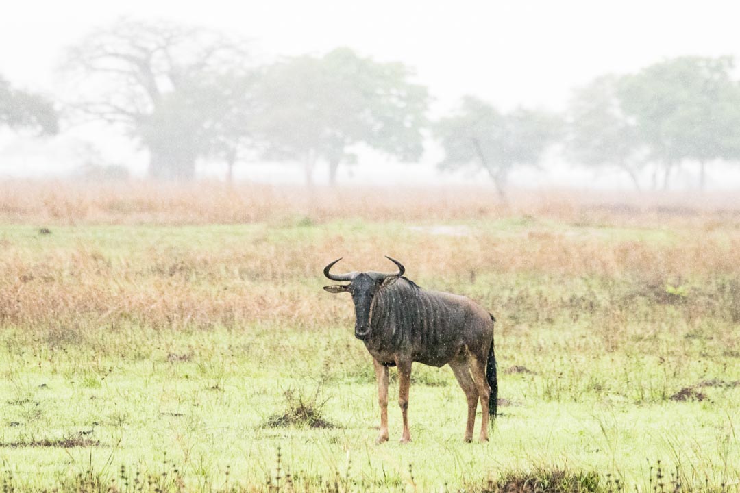 Mikumin kansallispuisto, safari Tansania