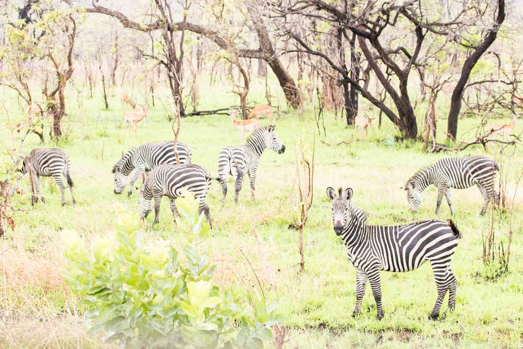 Mikumin kansallispuisto, safari Tansania