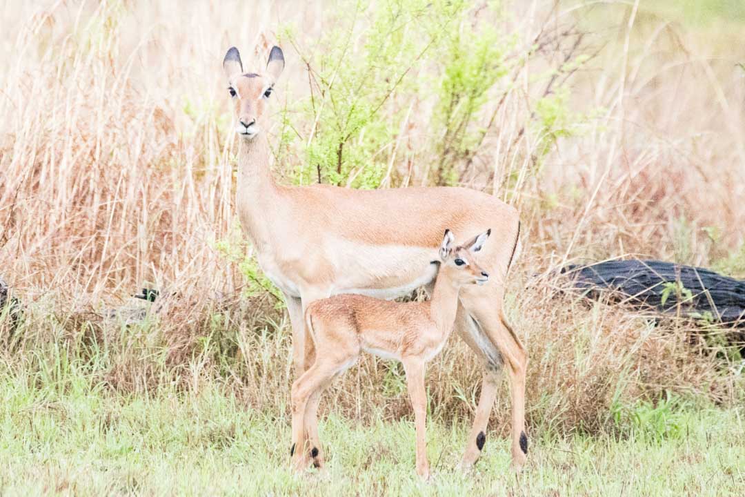 Mikumin kansallispuisto, safari Tansania