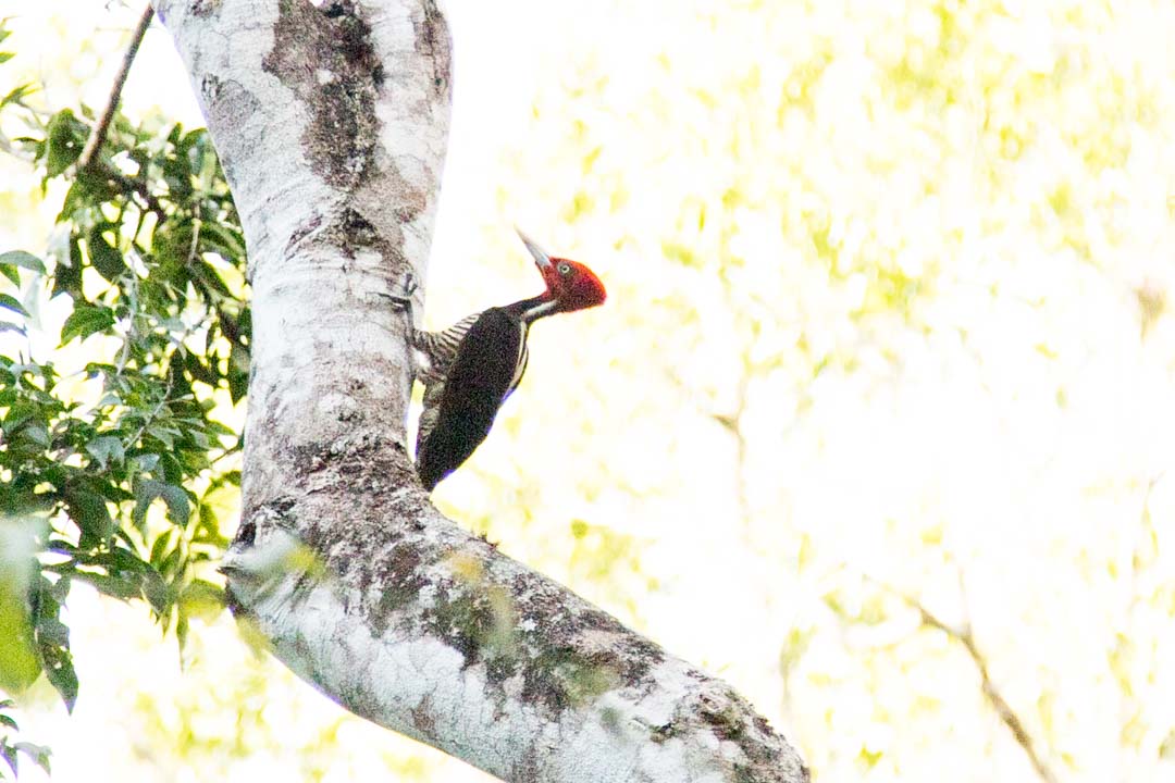 Gran cenote, Meksiko