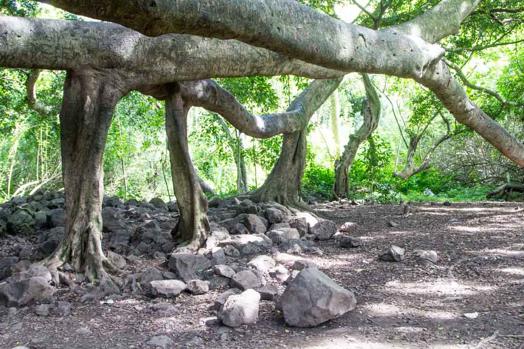 Pipiwai Trail, Kipahulu Maui