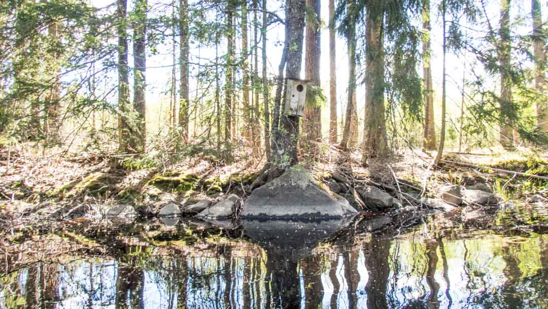 Komion luonnonsuojelualue, esteetön reitti