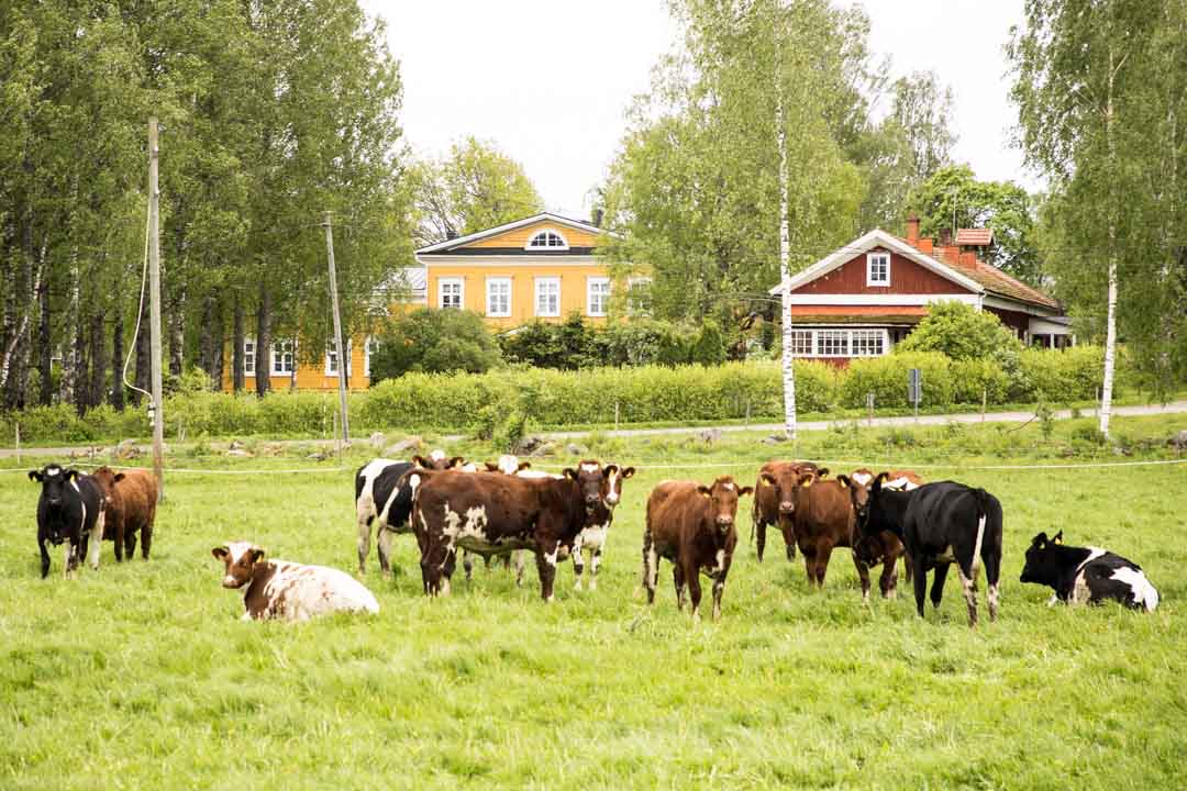 Huitukan harjukierros, pyöräily Juva
