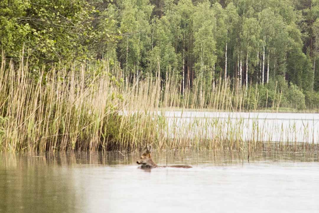 Aaronlaavu, Juva