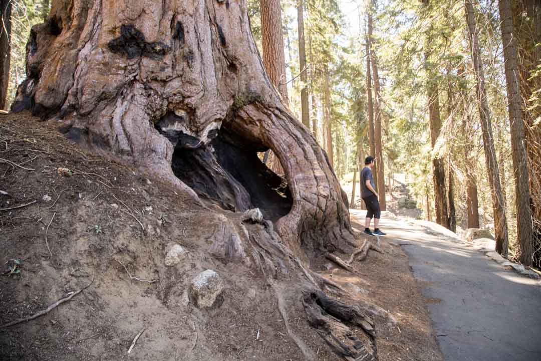 Sequoian kansallispuisto, Yhdysvallat