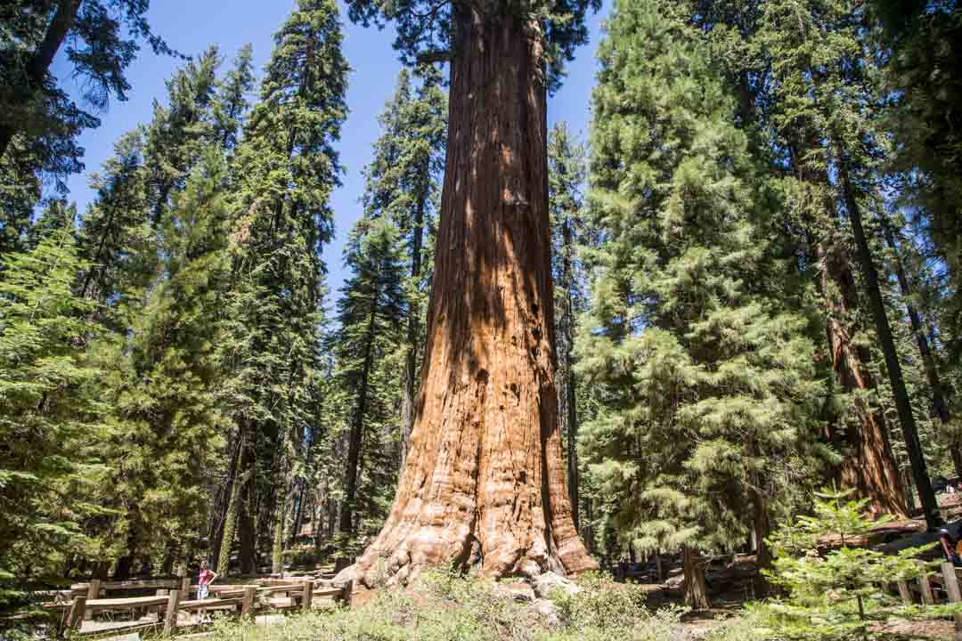 Sequoian kansallispuisto, Yhdysvallat