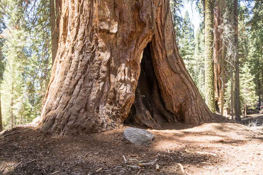 Sequoian kansallispuisto, Yhdysvallat