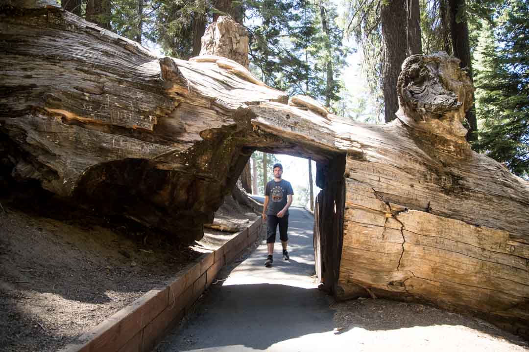 Sequoian kansallispuisto, Yhdysvallat