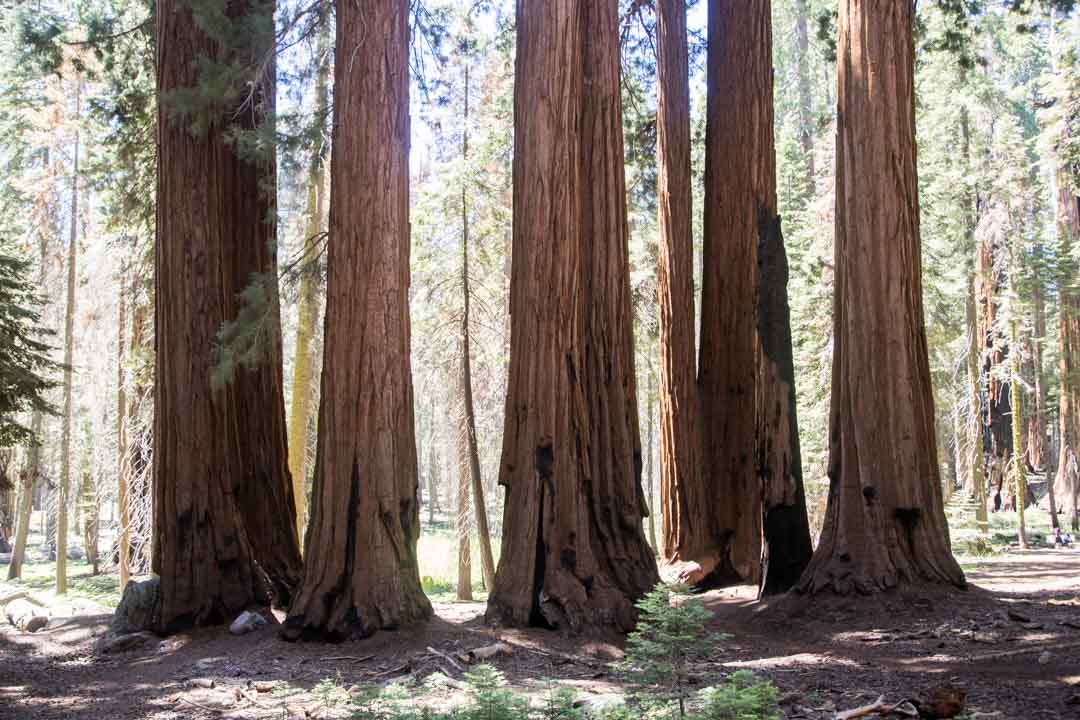 Sequoian kansallispuisto, Yhdysvallat