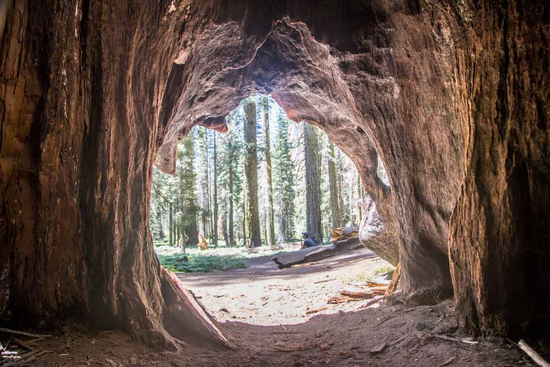 Sequoian kansallispuisto, Yhdysvallat