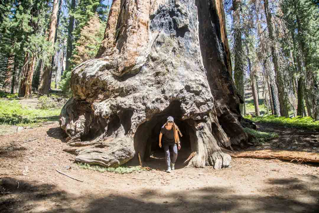 Sequoian kansallispuisto, Yhdysvallat