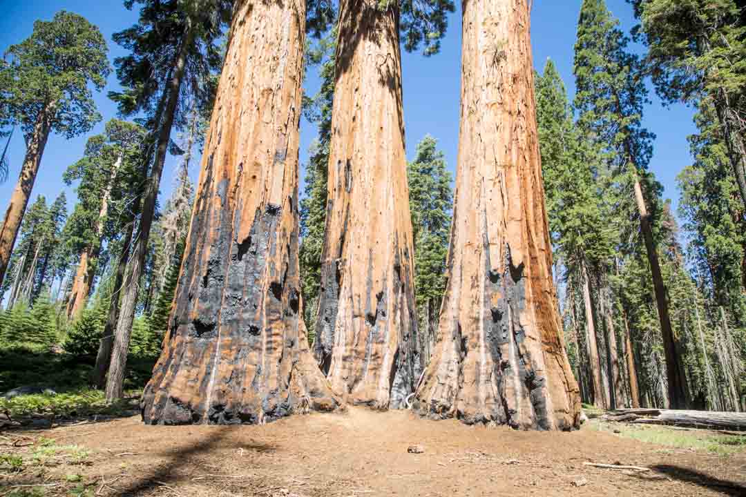 Sequoian kansallispuisto, Yhdysvallat