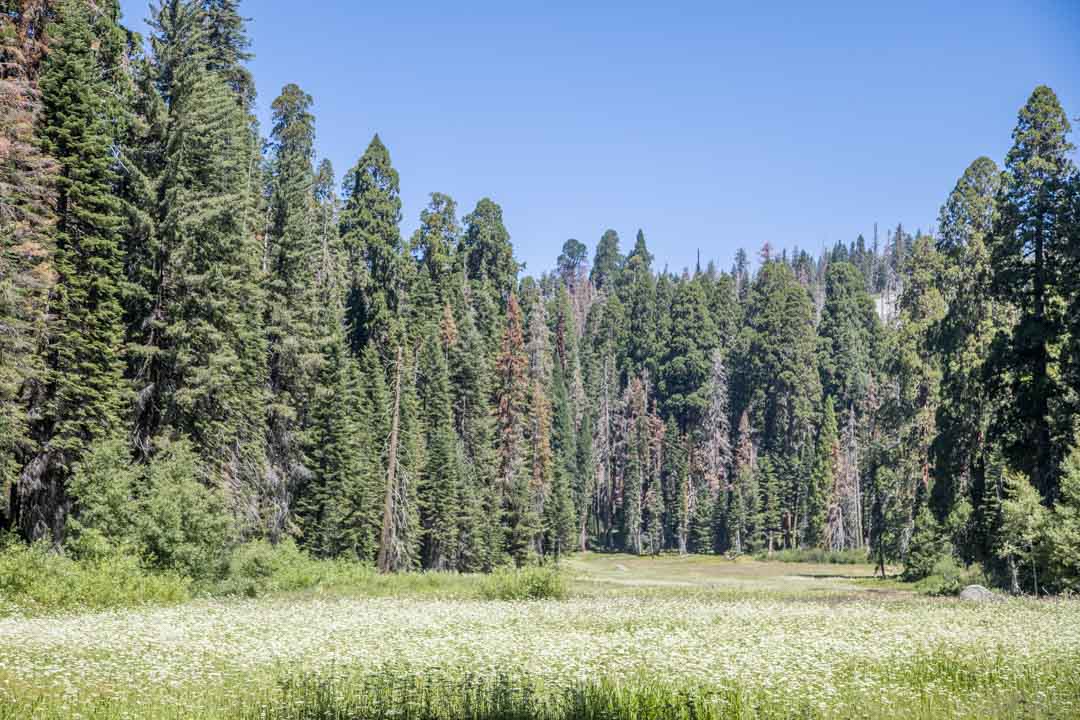 Sequoian kansallispuisto, Yhdysvallat